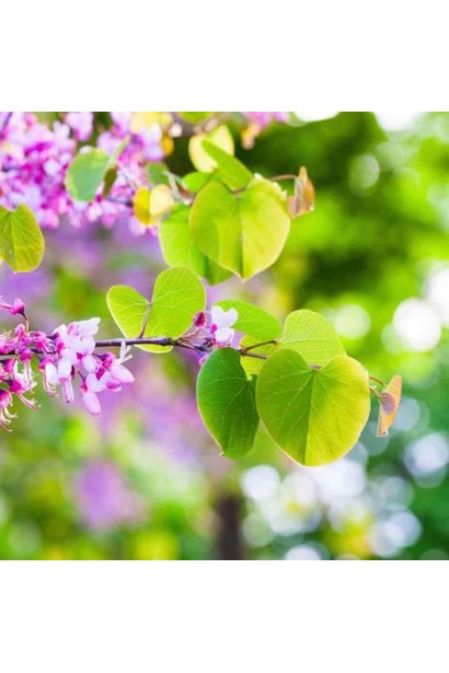 Опис Cercis siliquastrum